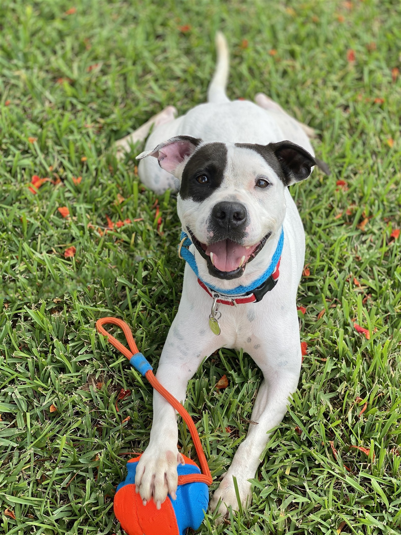 Raider, an adoptable American Bulldog in Miami, FL, 33158 | Photo Image 2
