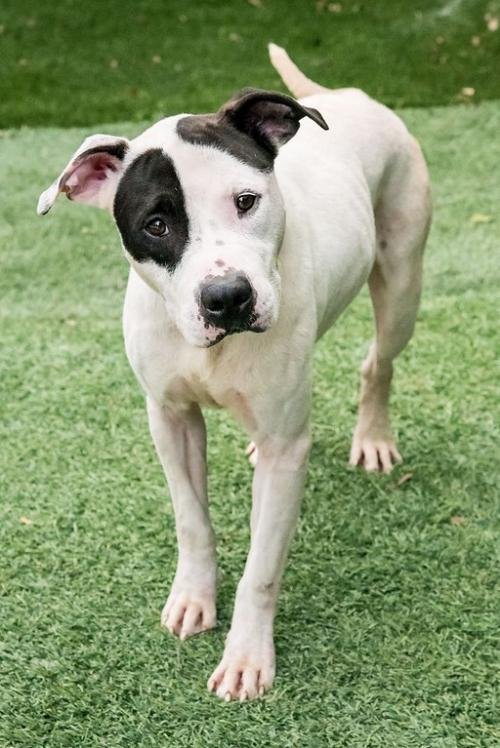 Raider, an adoptable American Bulldog in Miami, FL, 33158 | Photo Image 3