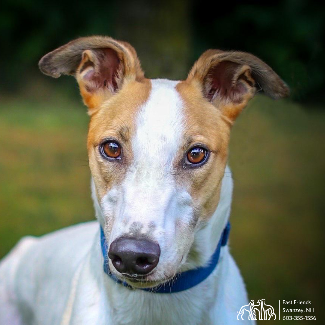 Yaki, an adoptable Greyhound in Swanzey, NH, 03446 | Photo Image 1