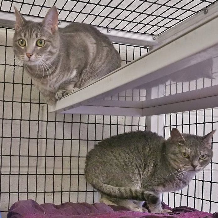Nugget_and_ChooChoo, an adoptable Domestic Short Hair & Munchkin Mix in Cape May Court House, NJ_image-1