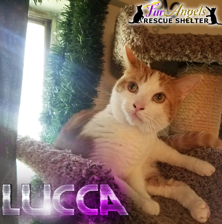 Lucca, an adoptable Domestic Short Hair in Toledo, OH, 43615 | Photo Image 1