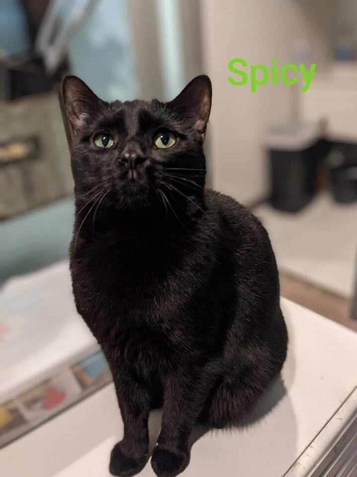 Spicy, an adoptable Domestic Short Hair in New Cumberland, WV, 26047 | Photo Image 5