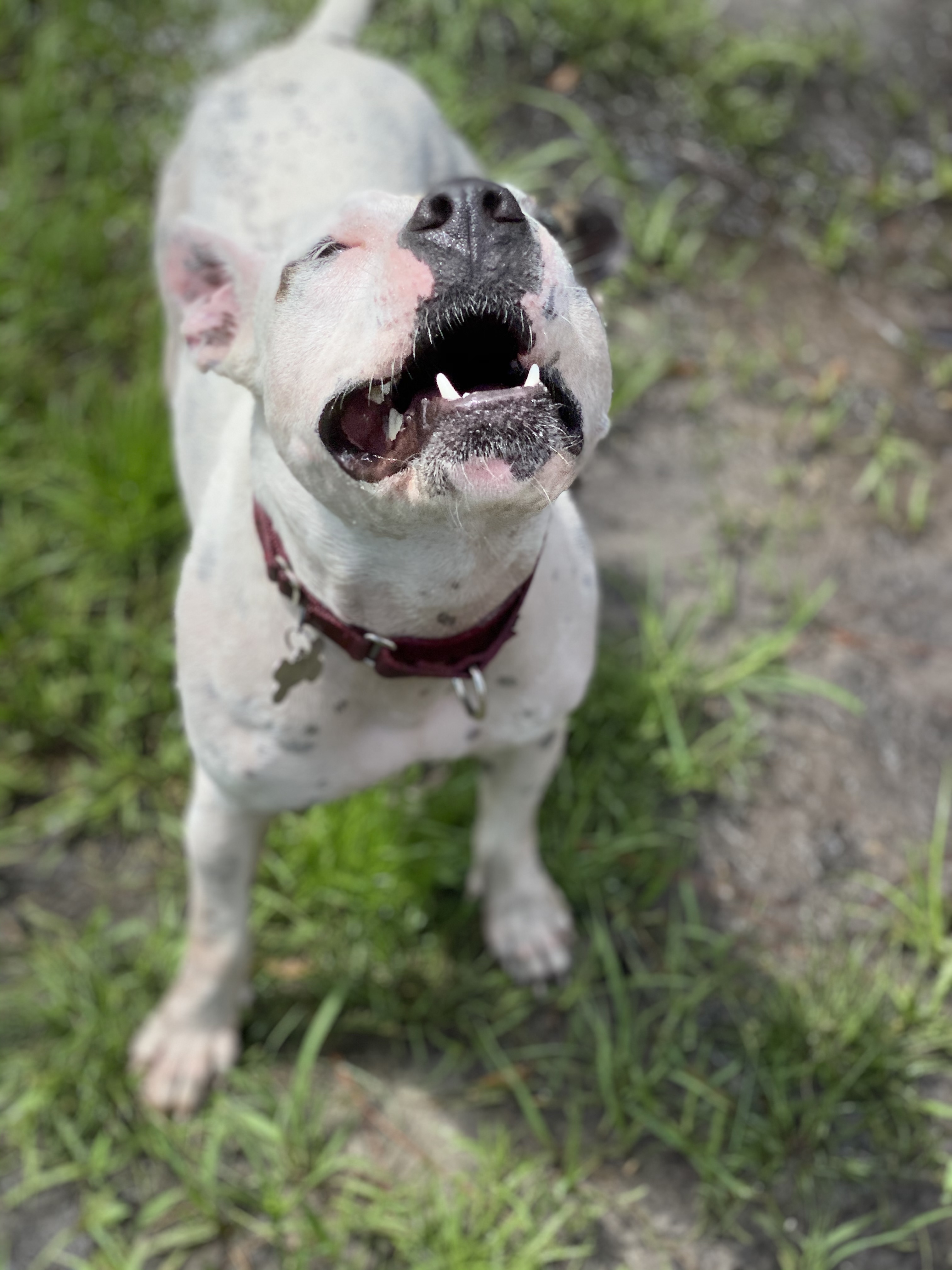 Mellow, an adoptable American Bulldog in Palm City, FL, 34990 | Photo Image 5