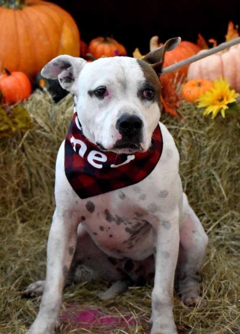 Mellow, an adoptable American Bulldog in Palm City, FL, 34990 | Photo Image 6