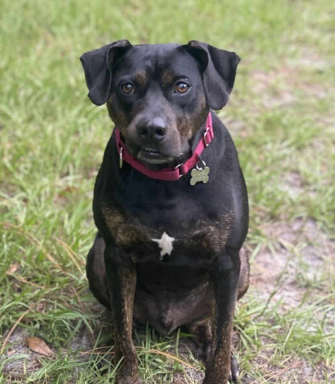 Benji, an adoptable Black Labrador Retriever, Hound in Palm City, FL, 34990 | Photo Image 1