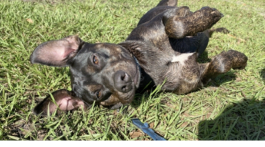 Benji, an adoptable Black Labrador Retriever, Hound in Palm City, FL, 34990 | Photo Image 2