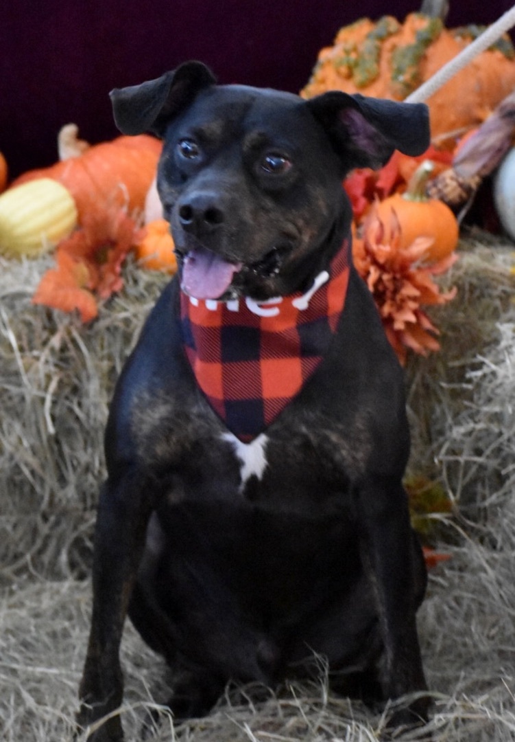 Benji, an adoptable Black Labrador Retriever, Hound in Palm City, FL, 34990 | Photo Image 3