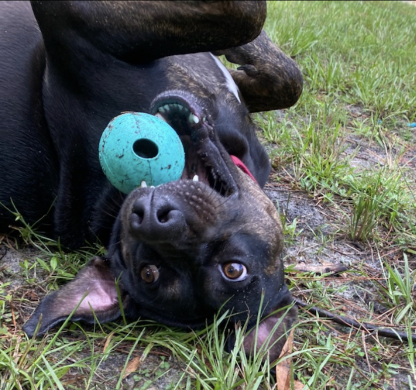 Benji, an adoptable Black Labrador Retriever, Hound in Palm City, FL, 34990 | Photo Image 4
