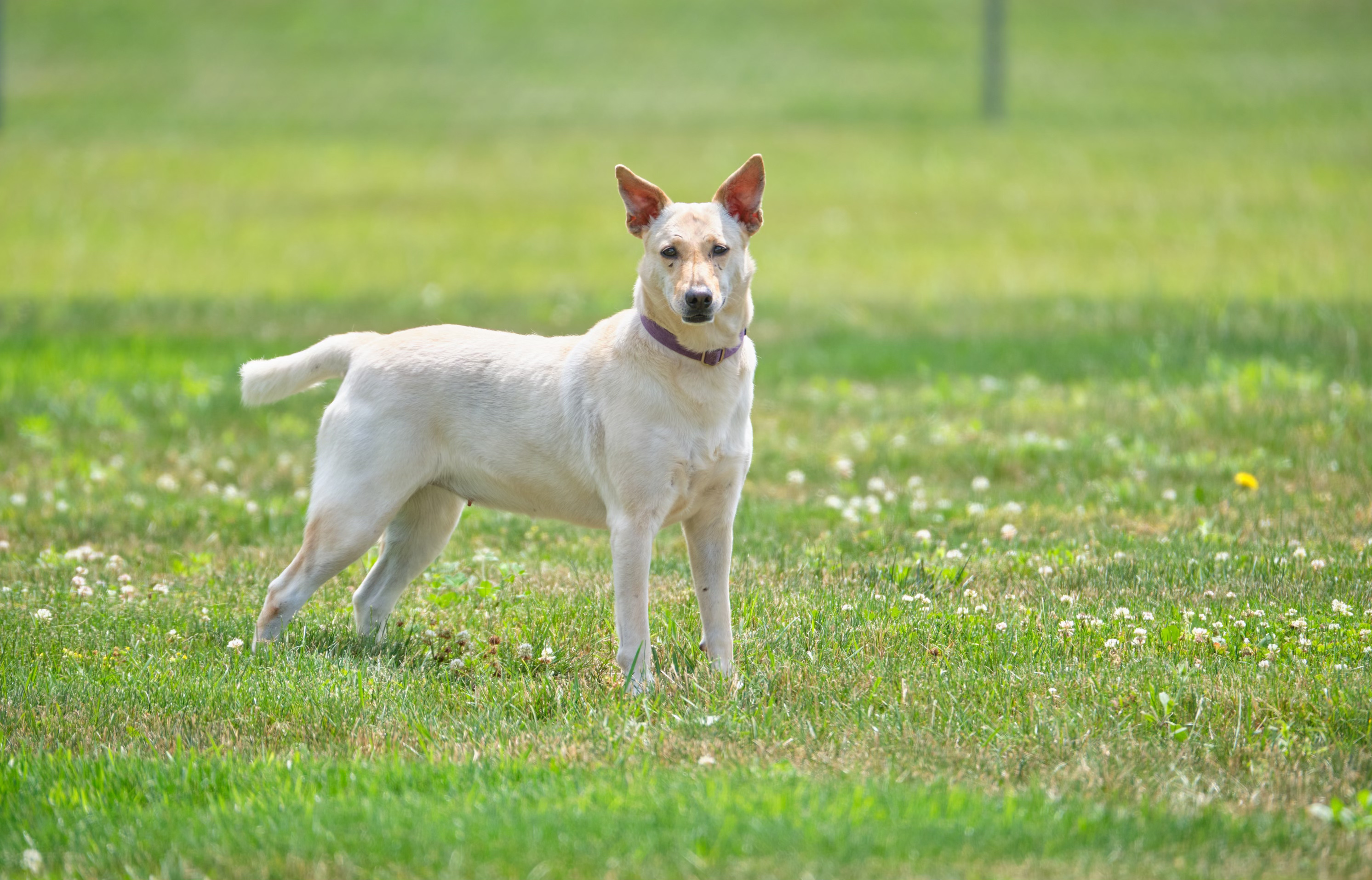 Butter Pecan, an adoptable Labrador Retriever, Portuguese Podengo in New Milford, CT, 06776 | Photo Image 6