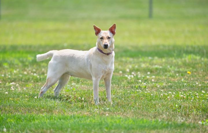 Butter Pecan, an adoptable Labrador Retriever & Portuguese Podengo Mix in New Milford, CT_image-6