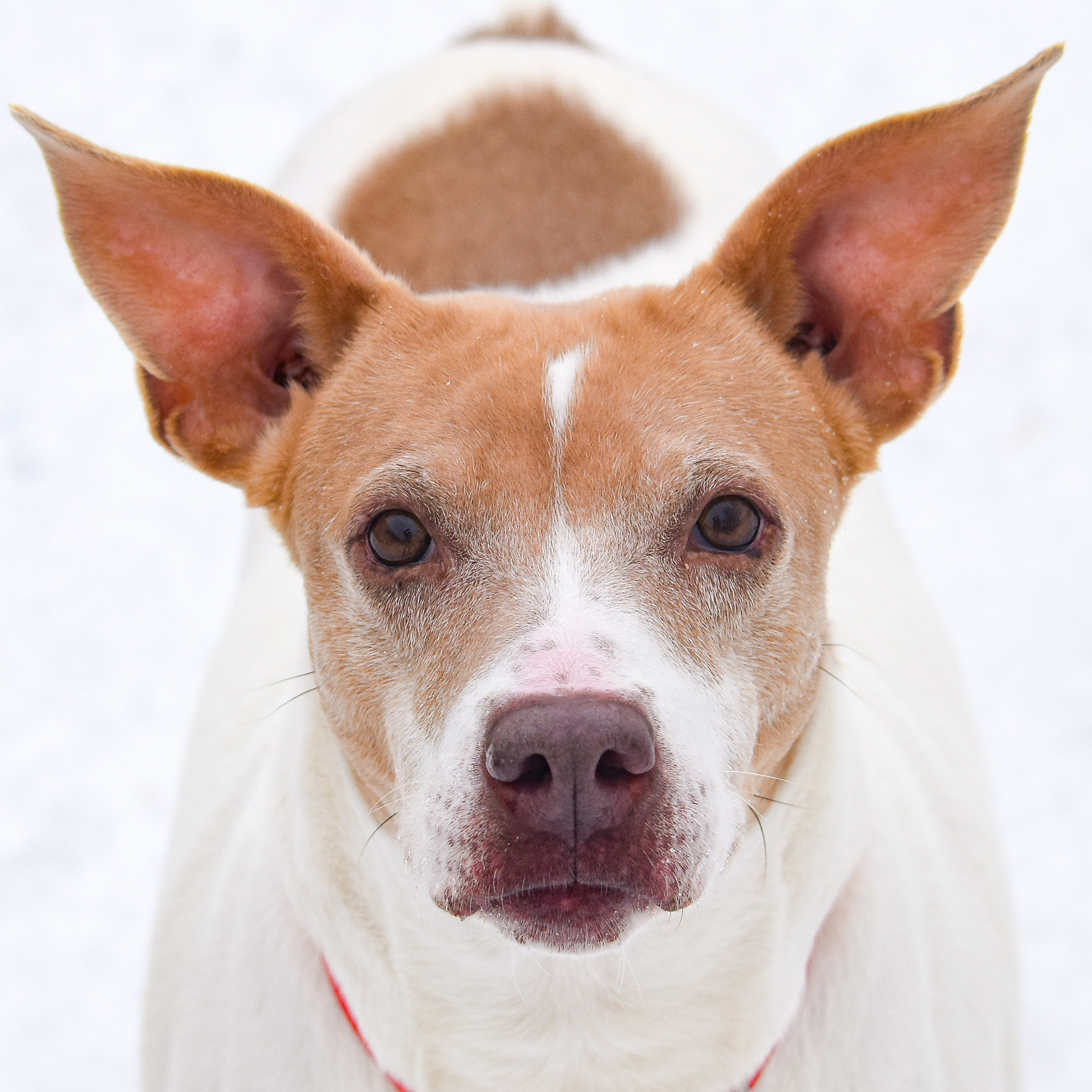 Nirvana, an adoptable Pointer, American Staffordshire Terrier in Huntley, IL, 60142 | Photo Image 1
