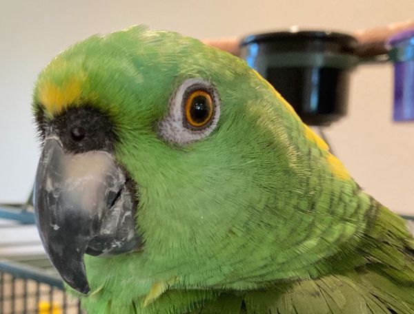 Parrots for Adoption - Parrot Education & Adoption Center