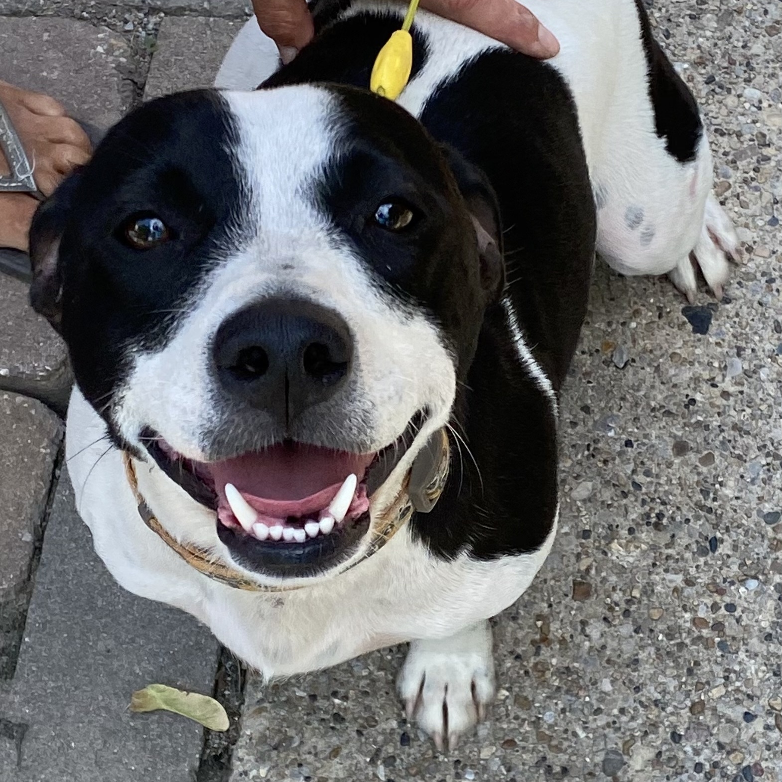 Boss, an adoptable Terrier, Mixed Breed in Detroit, MI, 48216 | Photo Image 1