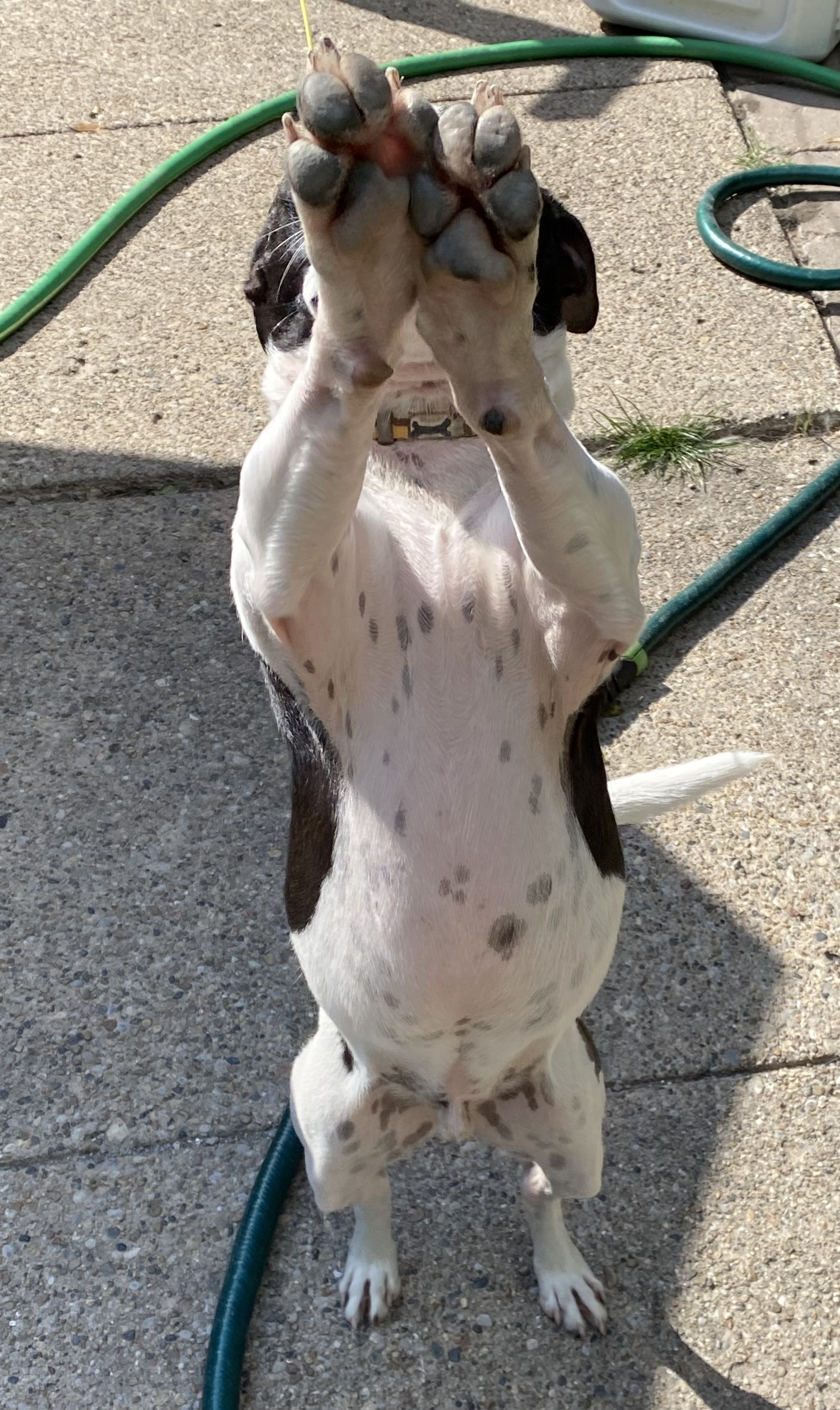 Boss, an adoptable Terrier, Mixed Breed in Detroit, MI, 48216 | Photo Image 3