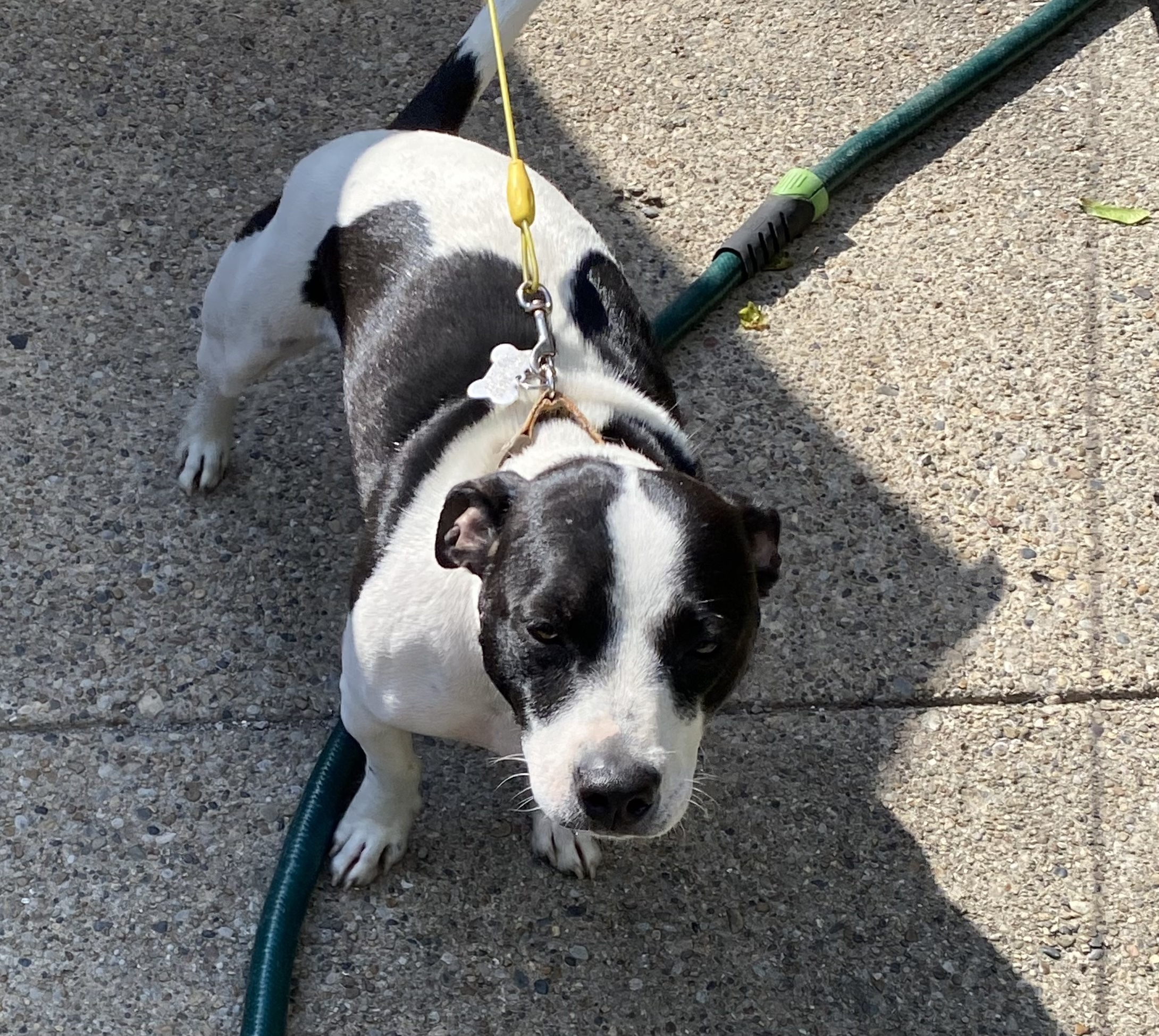 Boss, an adoptable Terrier, Mixed Breed in Detroit, MI, 48216 | Photo Image 4