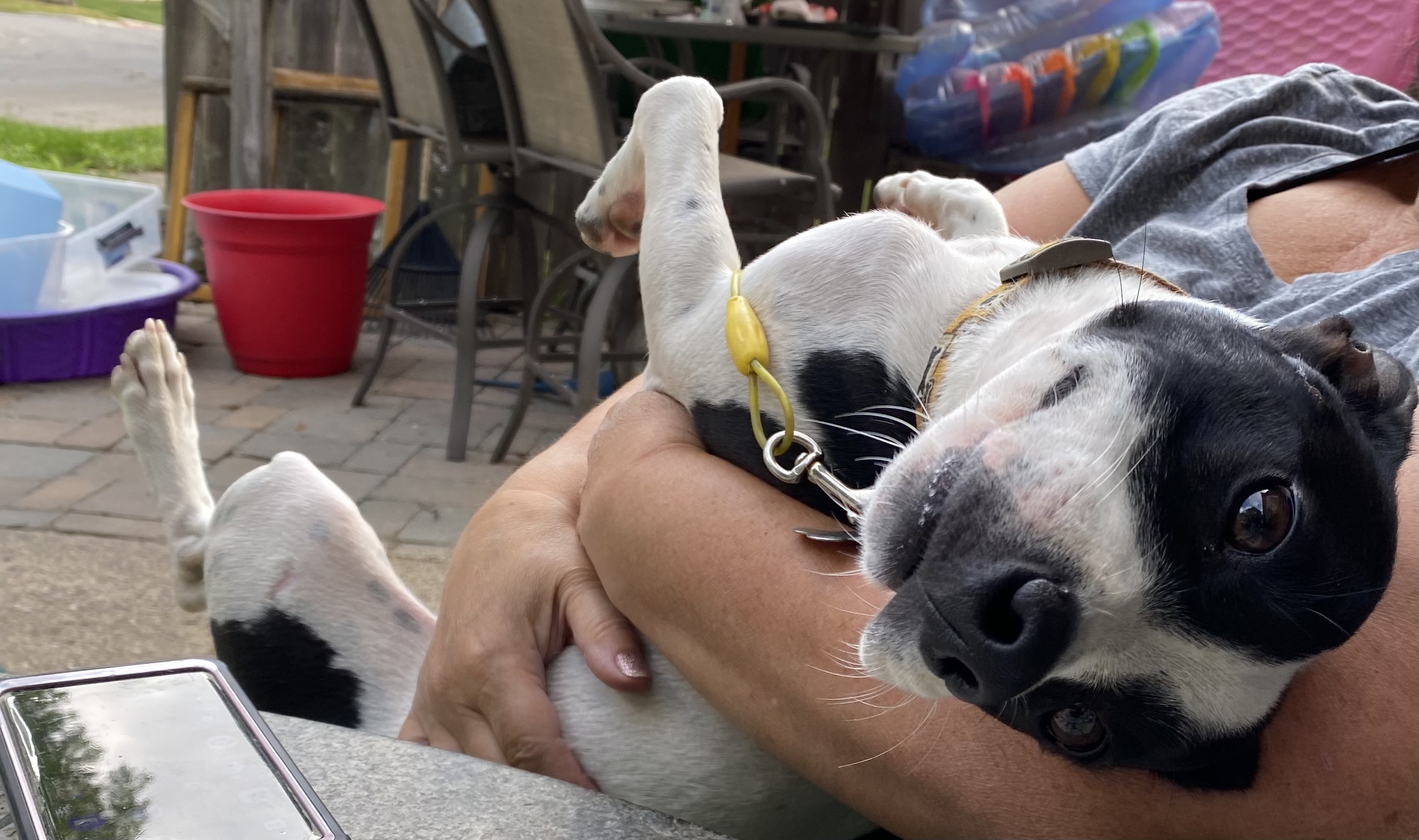 Boss, an adoptable Terrier, Mixed Breed in Detroit, MI, 48216 | Photo Image 6