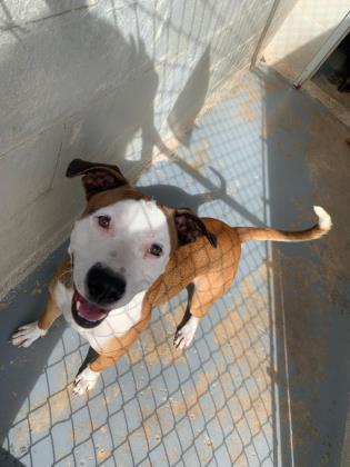 Dunken, an adoptable Mixed Breed in Inverness, FL, 34450 | Photo Image 1