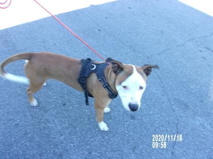 Dunken, an adoptable Mixed Breed in Inverness, FL, 34450 | Photo Image 3