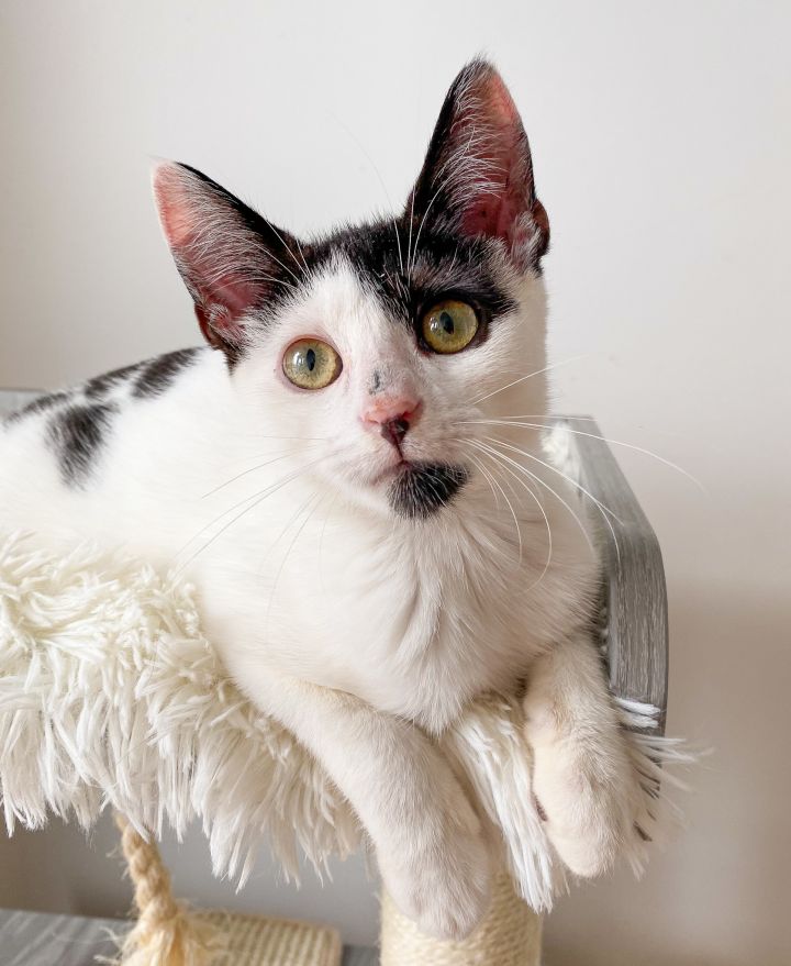 CANNOLI, an adoptable Domestic Short Hair in New York, NY_image-3