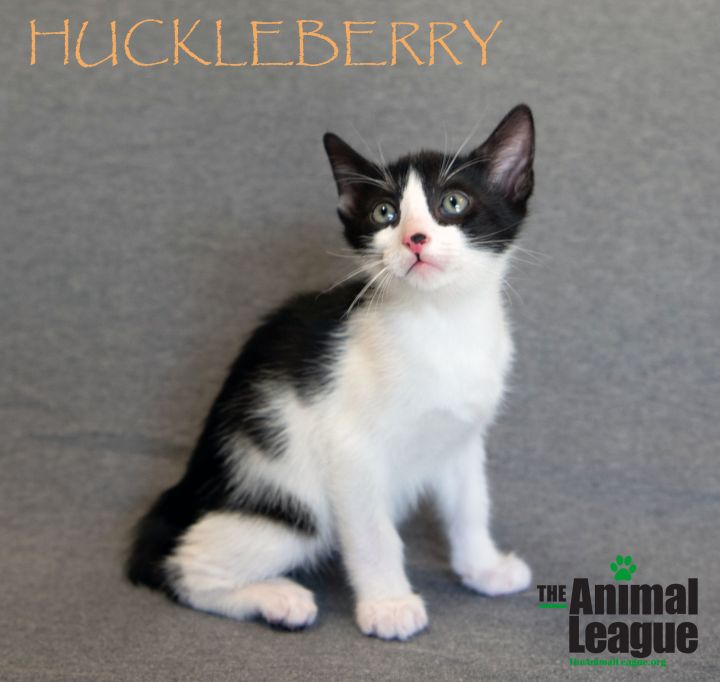 Huckleberry 1