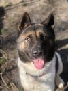 Available - Big East Akita Rescue