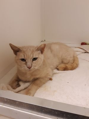 Lucky (adult male)