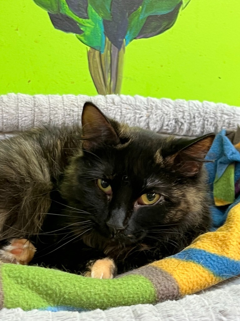 Gigi, an adoptable Domestic Short Hair in Hastings, NE, 68901 | Photo Image 1