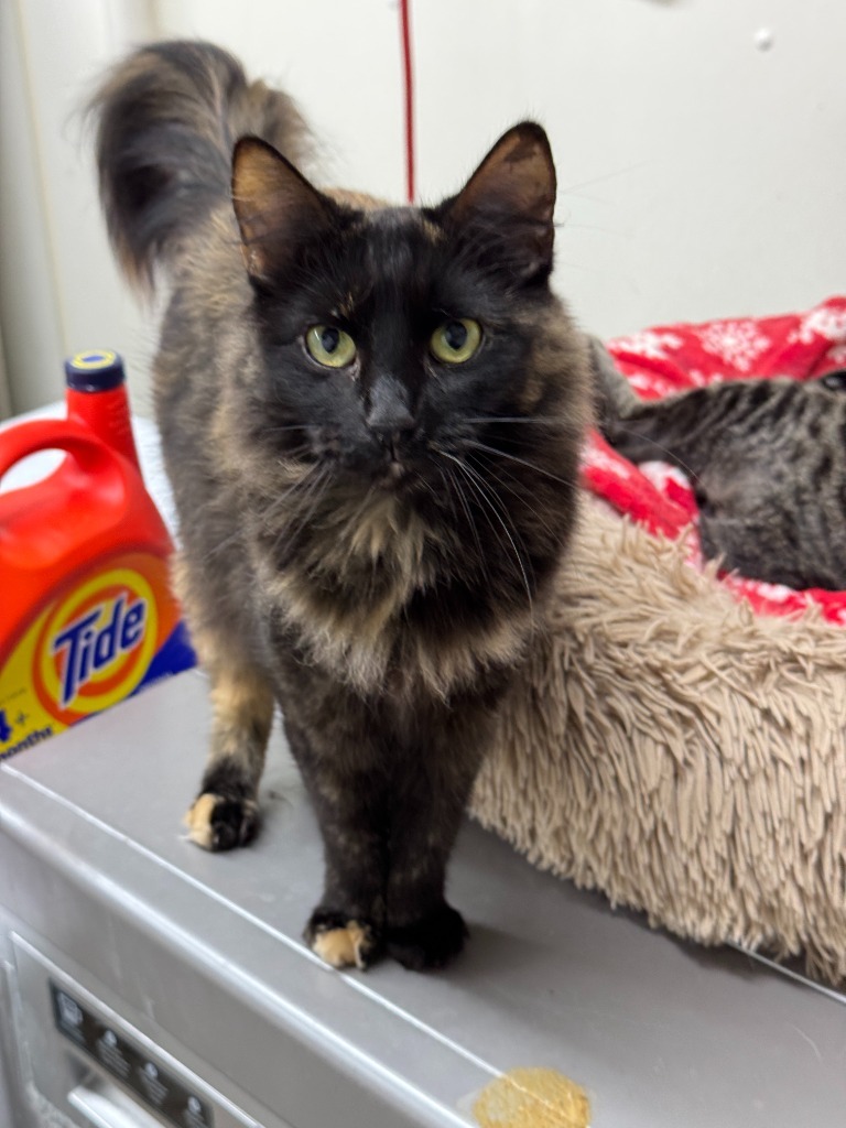 Gigi, an adoptable Domestic Short Hair in Hastings, NE, 68901 | Photo Image 1