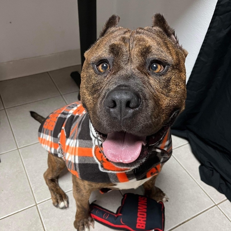 Gotti, an adoptable American Staffordshire Terrier in Elyria, OH, 44035 | Photo Image 2