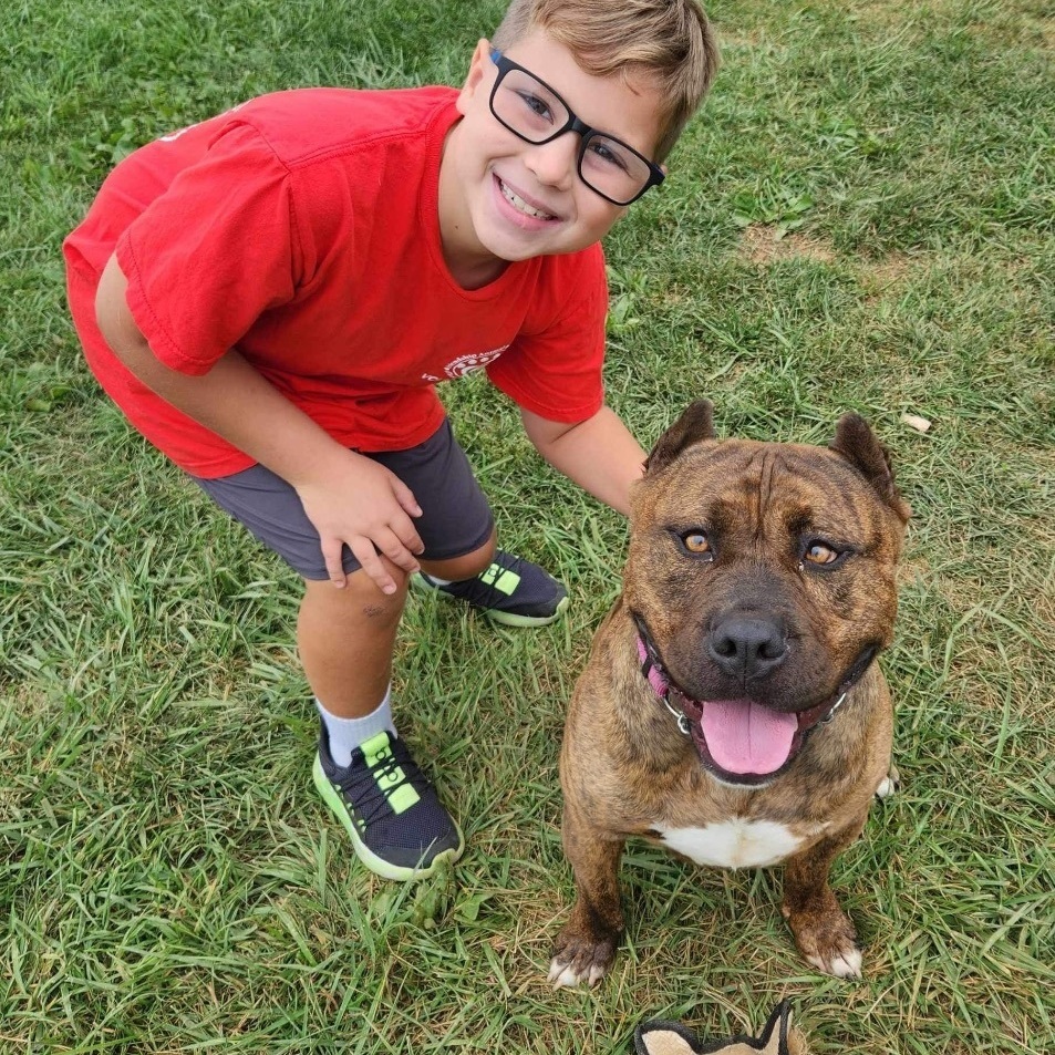 Gotti, an adoptable American Staffordshire Terrier in Elyria, OH, 44035 | Photo Image 3