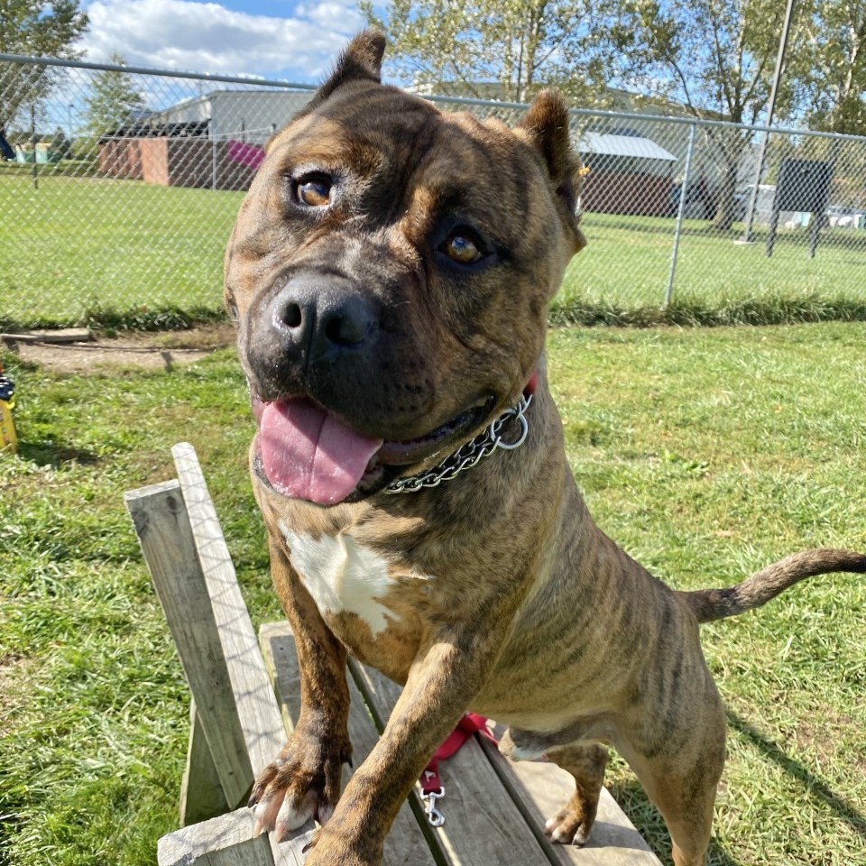 Gotti, an adoptable American Staffordshire Terrier in Elyria, OH, 44035 | Photo Image 1