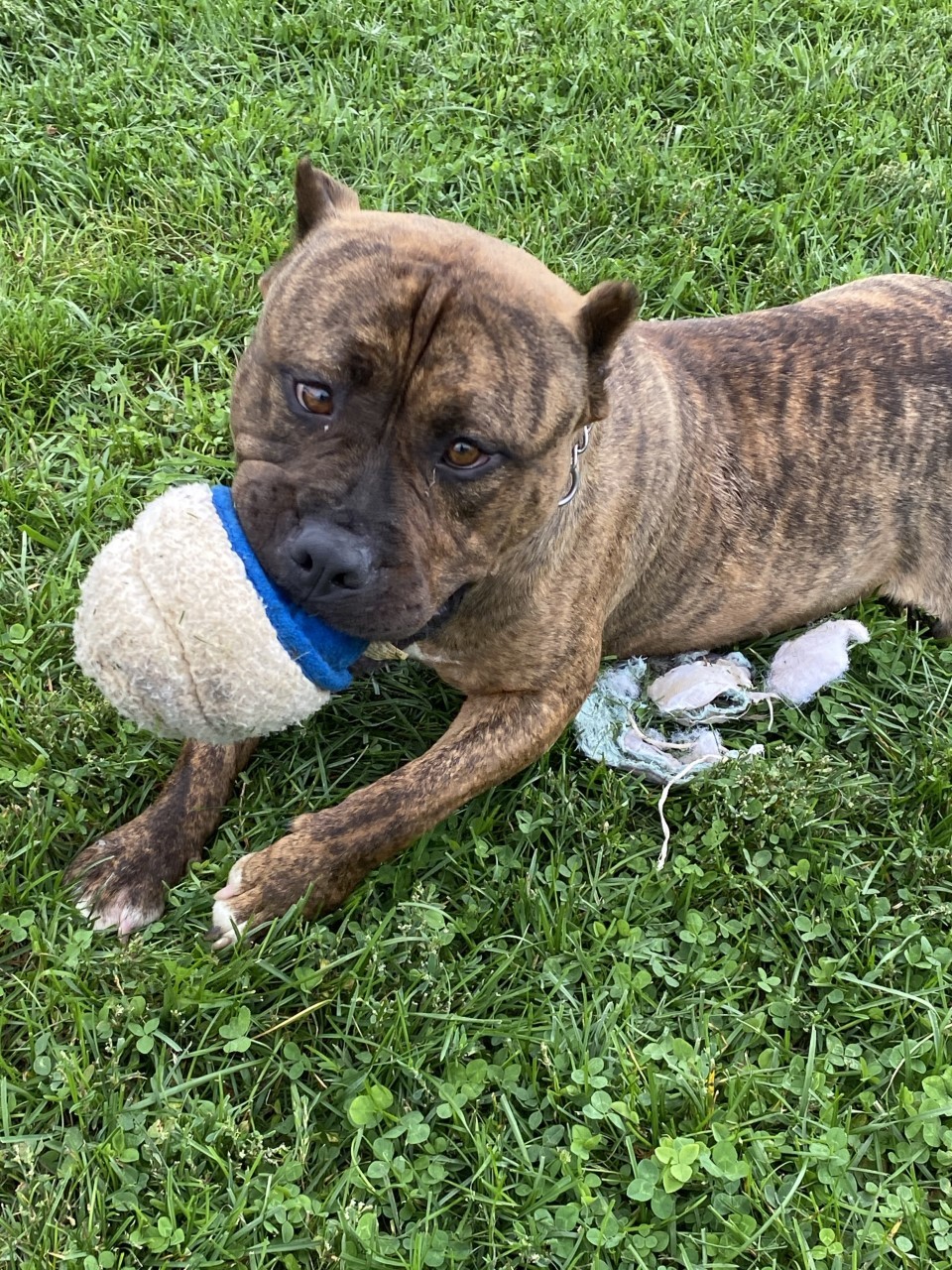 Gotti, an adoptable American Staffordshire Terrier in Elyria, OH, 44035 | Photo Image 4