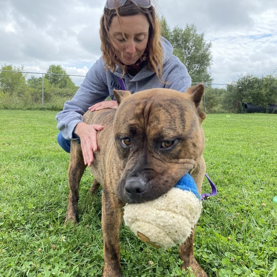 Gotti, an adoptable American Staffordshire Terrier in Elyria, OH, 44035 | Photo Image 5