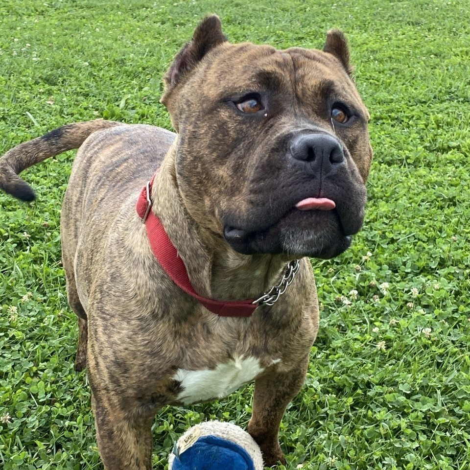 Gotti, an adoptable American Staffordshire Terrier in Elyria, OH, 44035 | Photo Image 6
