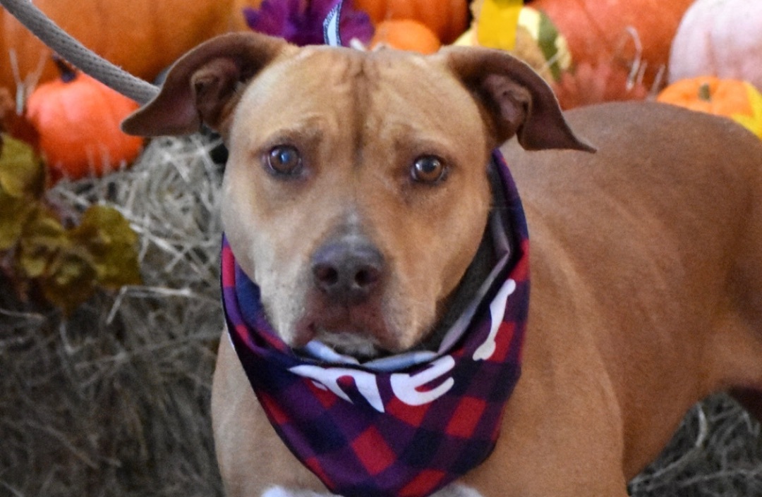 Sassy, an adoptable American Staffordshire Terrier in Palm City, FL, 34990 | Photo Image 1