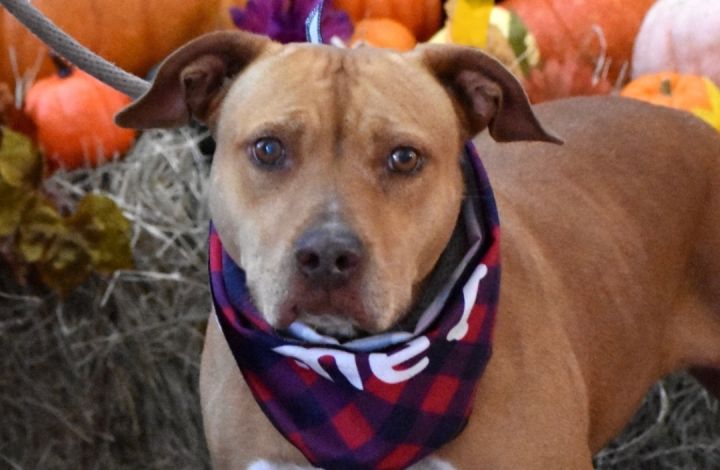 Sassy, an adoptable American Staffordshire Terrier in Palm City, FL_image-1