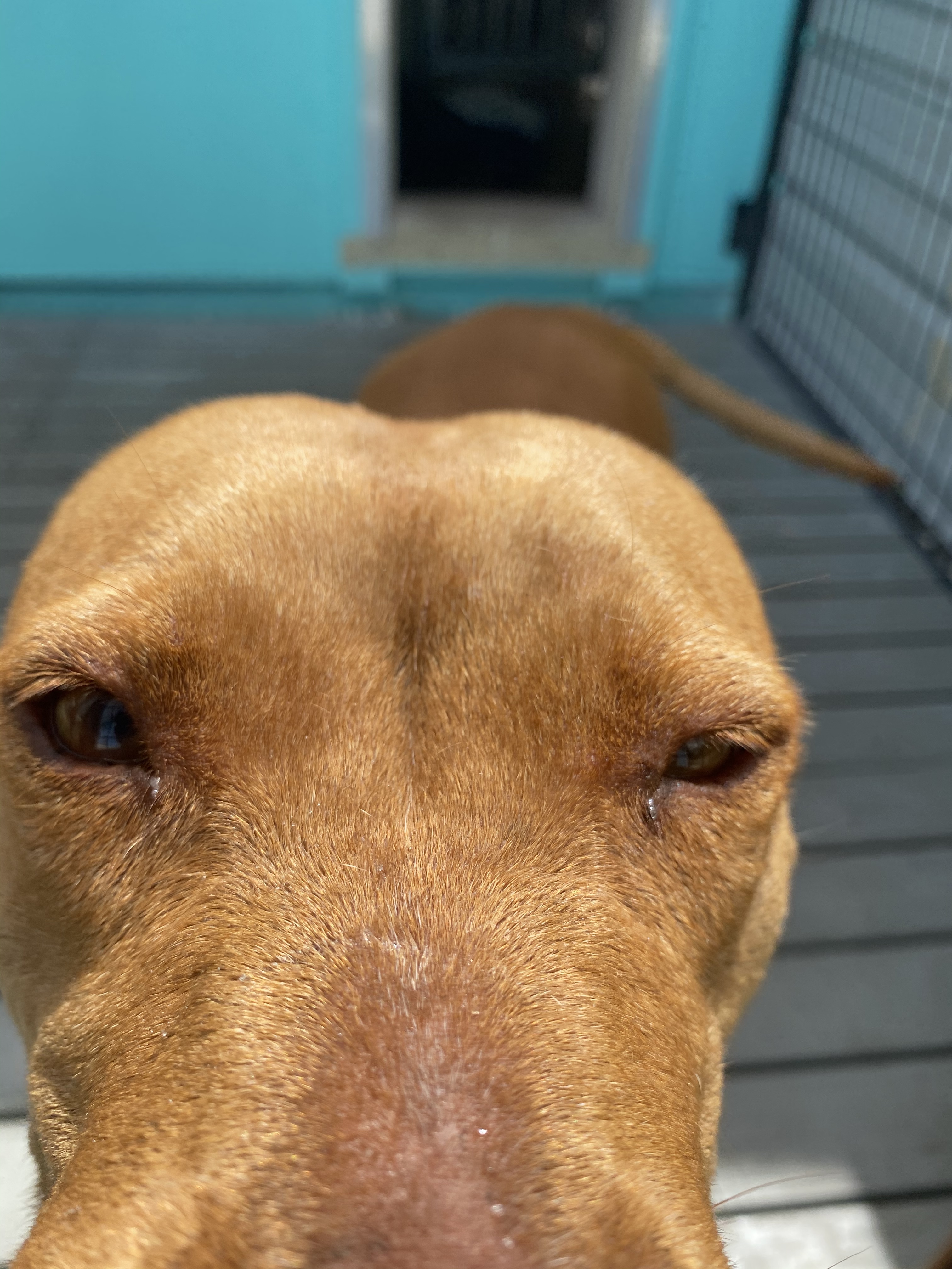 Sassy, an adoptable American Staffordshire Terrier in Palm City, FL, 34990 | Photo Image 3