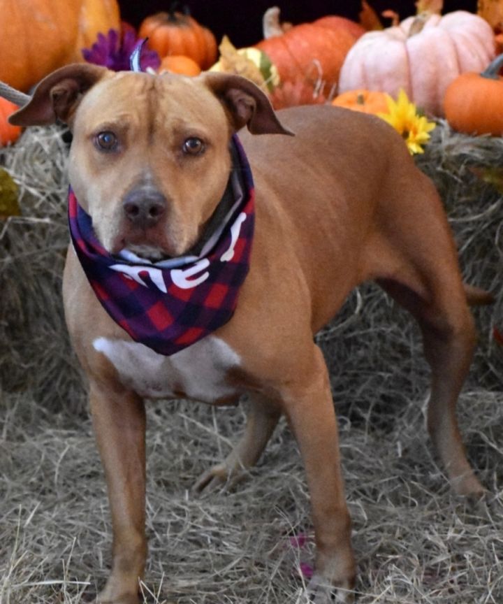 Sassy, an adoptable American Staffordshire Terrier in Palm City, FL_image-6