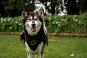 Dog for adoption - SPIKE, an Alaskan Malamute in Spokane ...