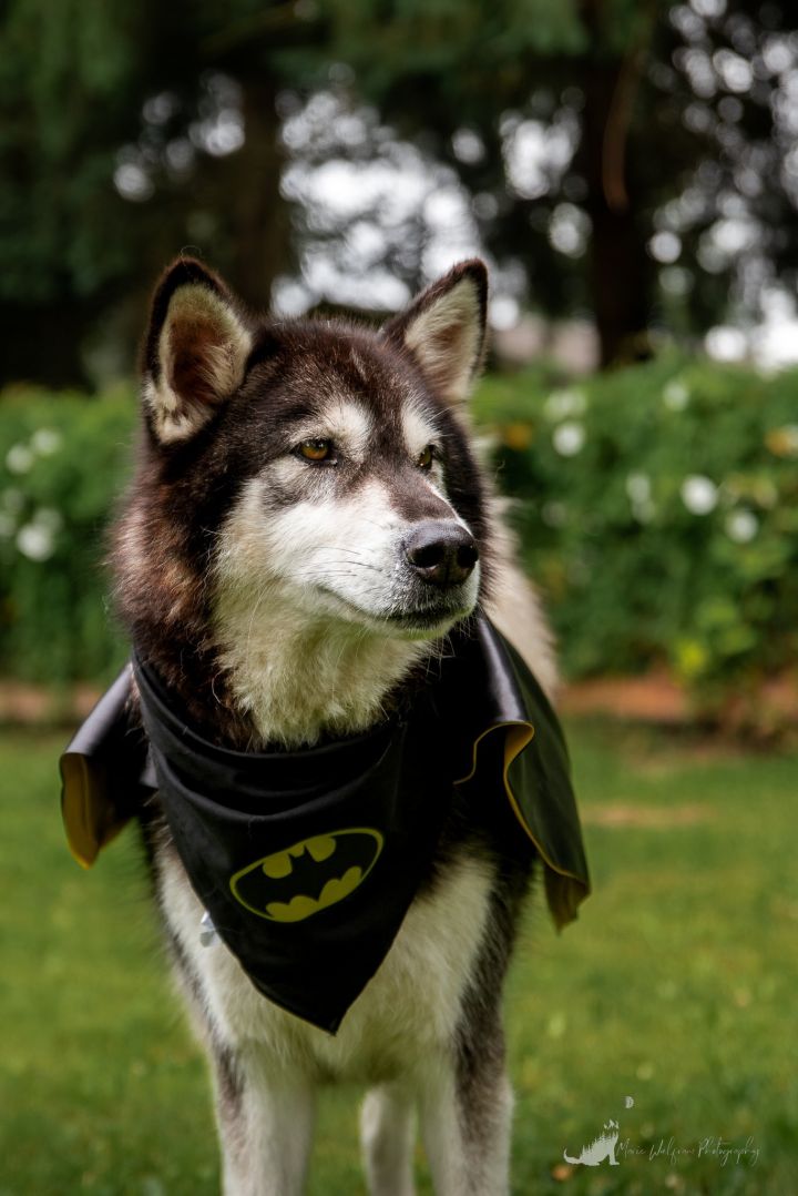 Dog for adoption - SPIKE, an Alaskan Malamute in Spokane ...