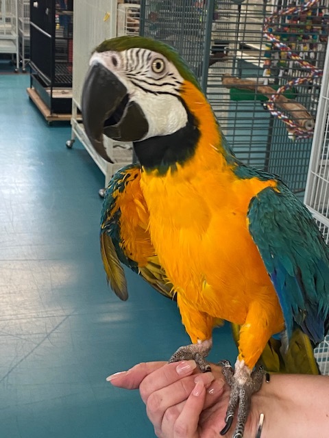 Macaw adoption sale