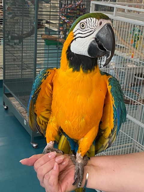 Parrot for adoption - Sunshine, a Macaw in Waukesha, WI | Petfinder