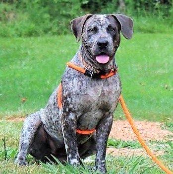 Pepper, an adoptable German Shorthaired Pointer, Staffordshire Bull Terrier in East Haddam, CT, 06423 | Photo Image 1