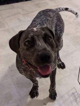 Pepper, an adoptable German Shorthaired Pointer, Staffordshire Bull Terrier in East Haddam, CT, 06423 | Photo Image 3