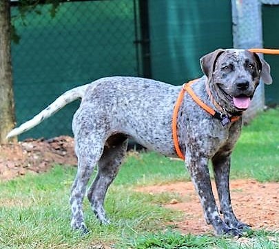 Pepper, an adoptable German Shorthaired Pointer, Staffordshire Bull Terrier in East Haddam, CT, 06423 | Photo Image 4