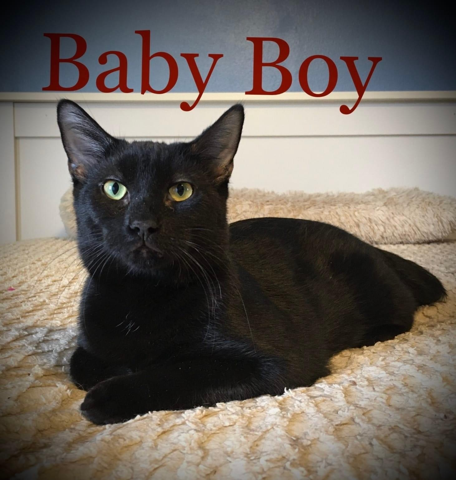Baby Boy, an adoptable Domestic Short Hair in Little Falls, NY, 13365 | Photo Image 1