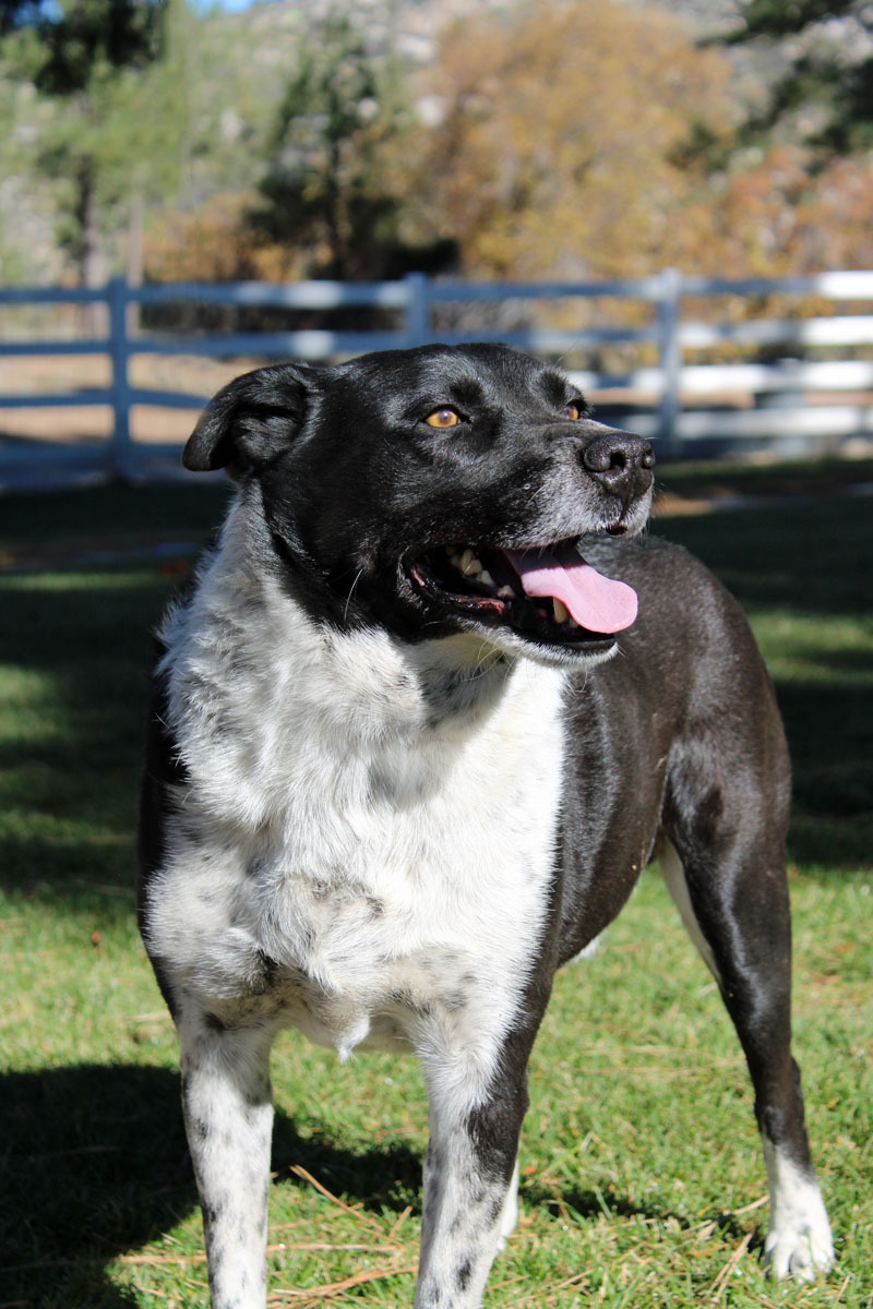 Gideon, an adoptable Border Collie in Mountain Center, CA, 92561 | Photo Image 1
