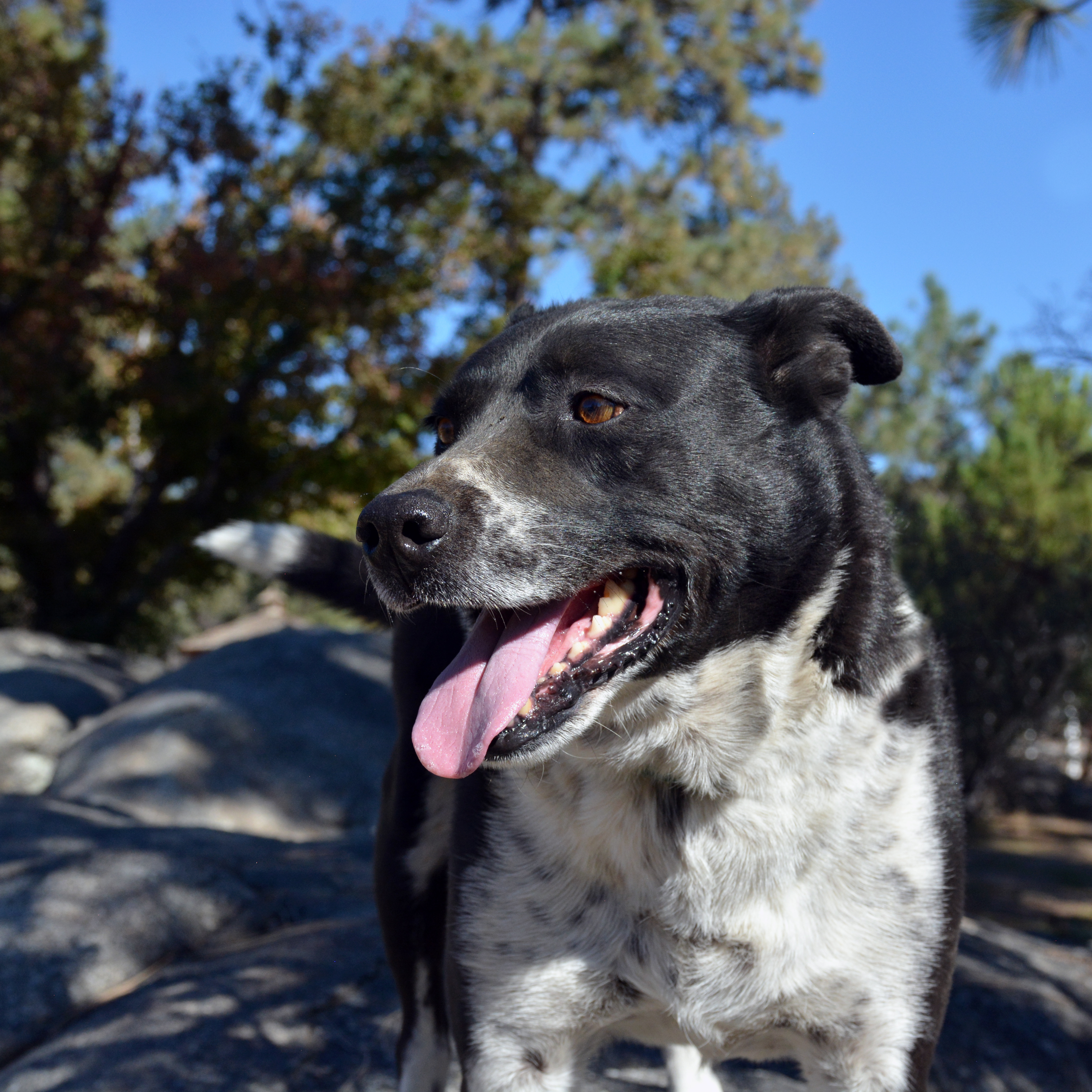 Gideon, an adoptable Border Collie in Mountain Center, CA, 92561 | Photo Image 3