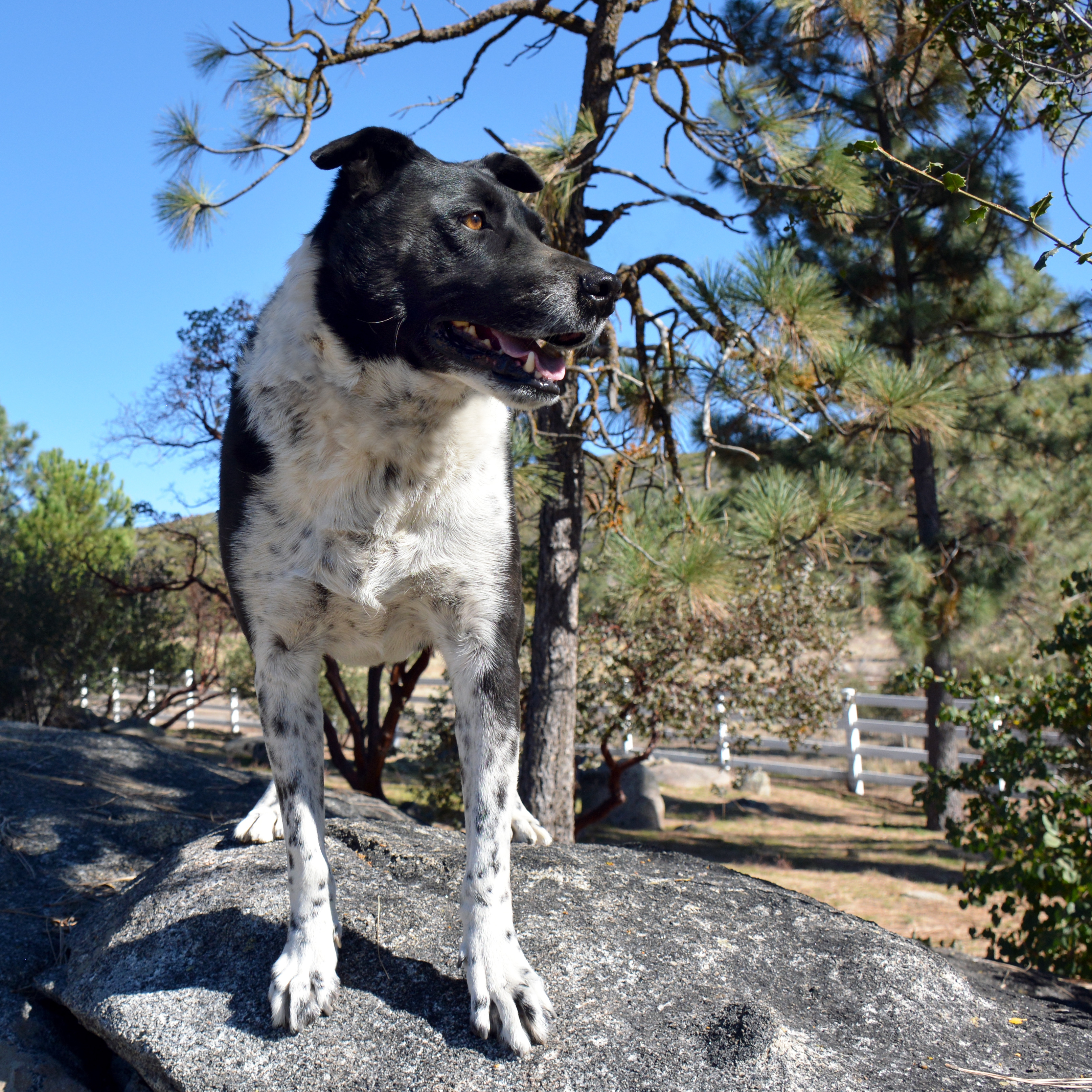 Gideon, an adoptable Border Collie in Mountain Center, CA, 92561 | Photo Image 4