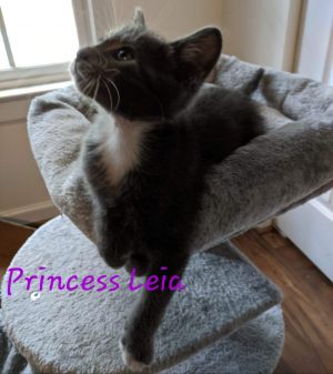 Princesz Leia Domestic Short Hair Cat Pets Atlanta Ga Recycler Com